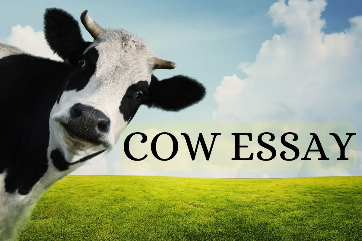 COW ESSAY